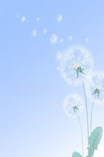 Bồ Công Anh - Vệ Vũ