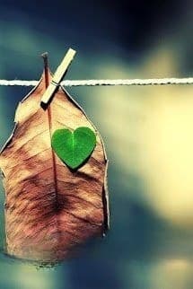 Chiếc Lá Ký Sinh