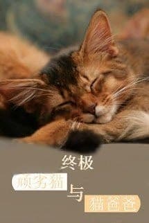 Chung Cực Ngoan Liệt Miêu Dữ Miêu Ba Ba