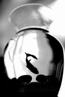 Chuyện Xưa Của Cá Và Nước