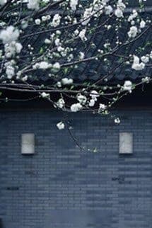 Lê Hoa Hựu Khai Phóng (Hoa Lê Lại Nở)