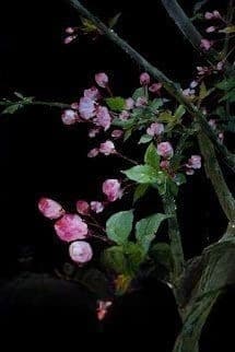 Yên Vũ Xuân Phong Tẫn Dư Hoan